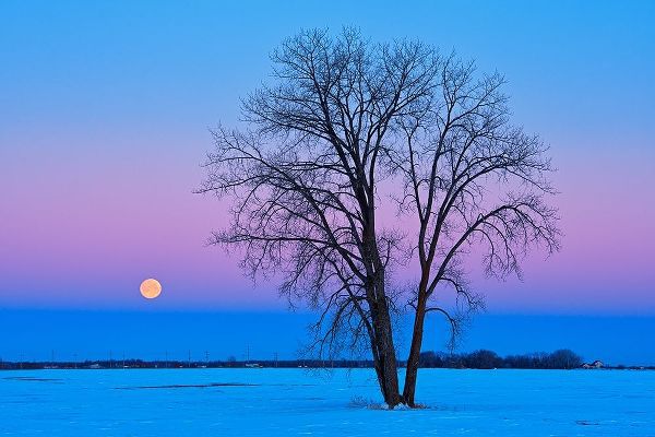 Canada-Manitoba-Dugald Full moon and cottonwood tree at dawn
